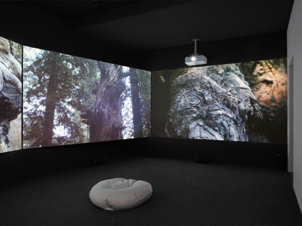 Hira Nabi: How To Love A Tree. Foto © Edith-Russ-Haus