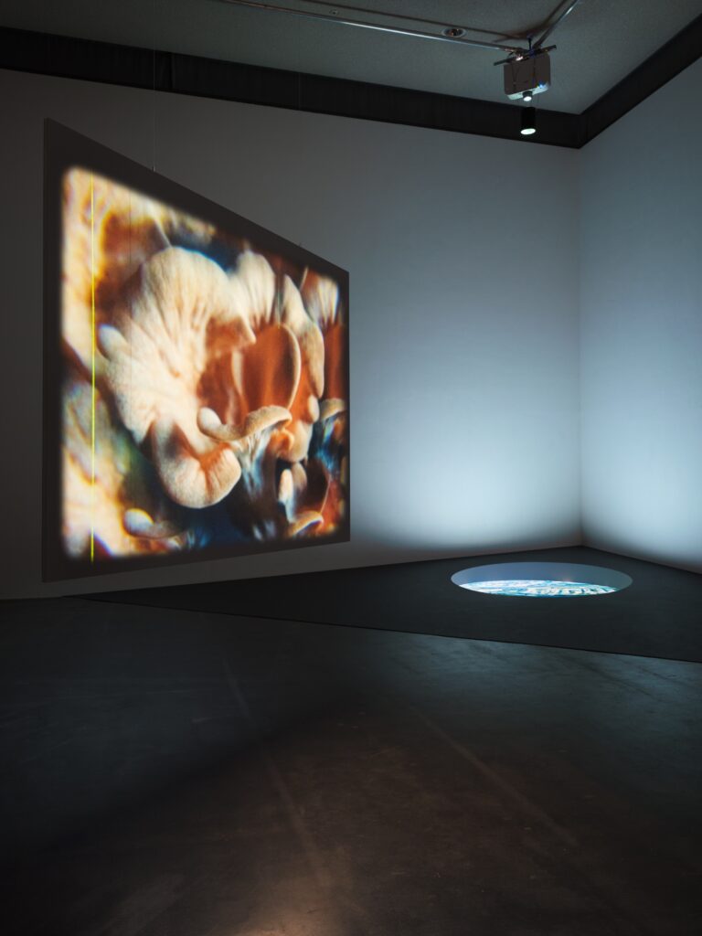 Nilthamrong & Rattanasomrerk: Spore. Photo © Haus für Medienkunst 2025