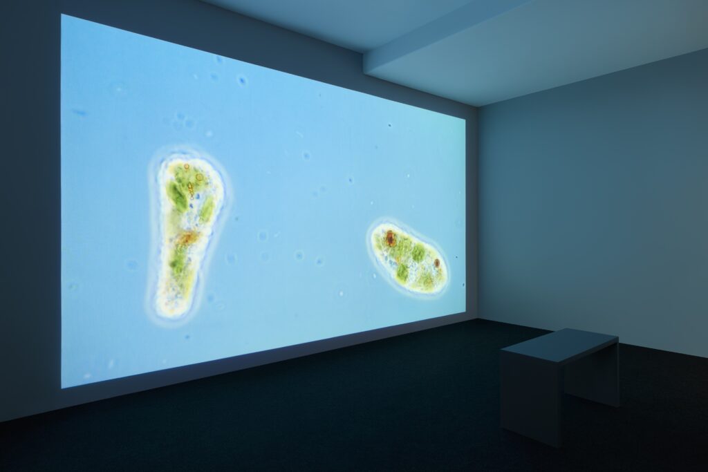 Marjolijn Dijkman: Reclaiming Vision. Foto © Edith-Russ-Haus